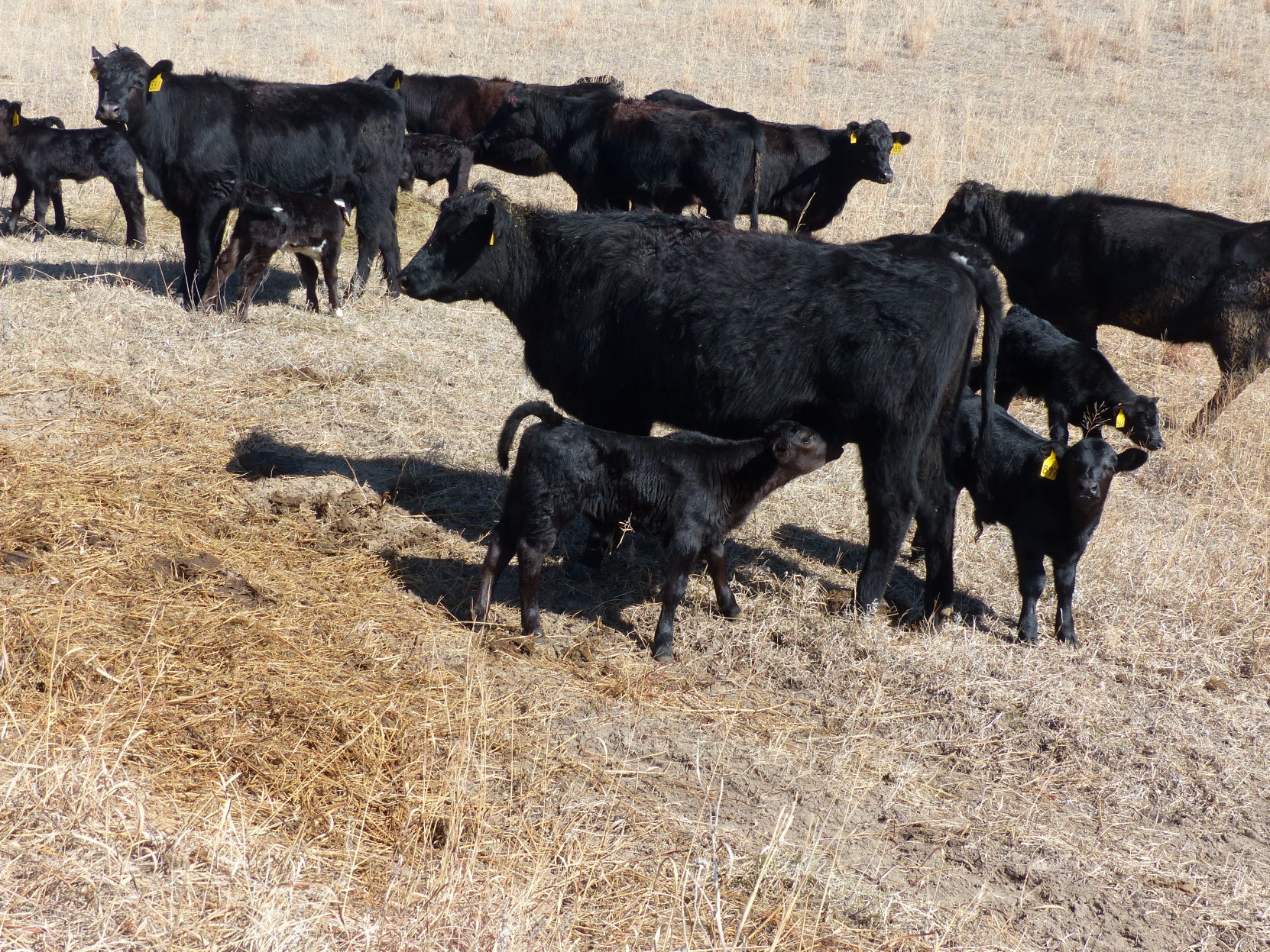 Calving
